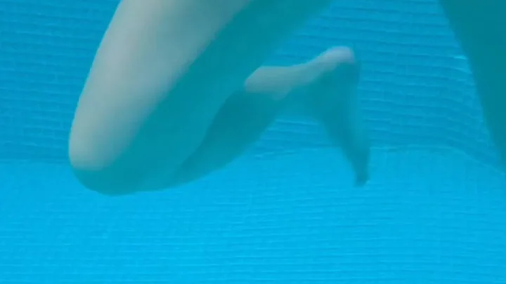 your submissive doll – Underwater Fuck in Pool